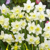 Hectarul - Ladita 450 bulbi de narcisa JONQUILLA NARCISSUS Pueblo